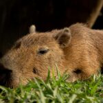 The latest trend in outdoor fun: Creating the perfect playground for your pet capybara