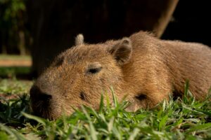 A capybara is laying in the grass