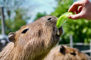 Capybara