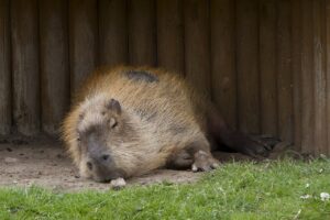 capybara, rodent, wildlife