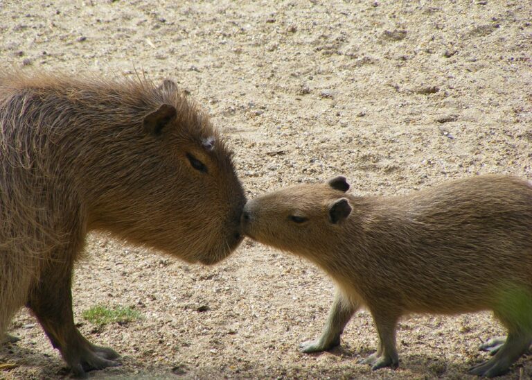 The Heartwarming Growth of Capybaras: From Tiny Tots to Gentle Giants