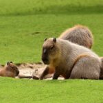 Dust Busters help keep your Capybara Oasis clean and cozy