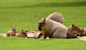 water pigs, capybara, wildlife