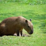 Capybara diseases