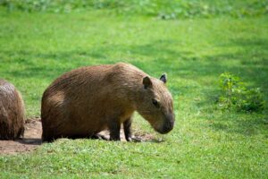 Capybara diseases