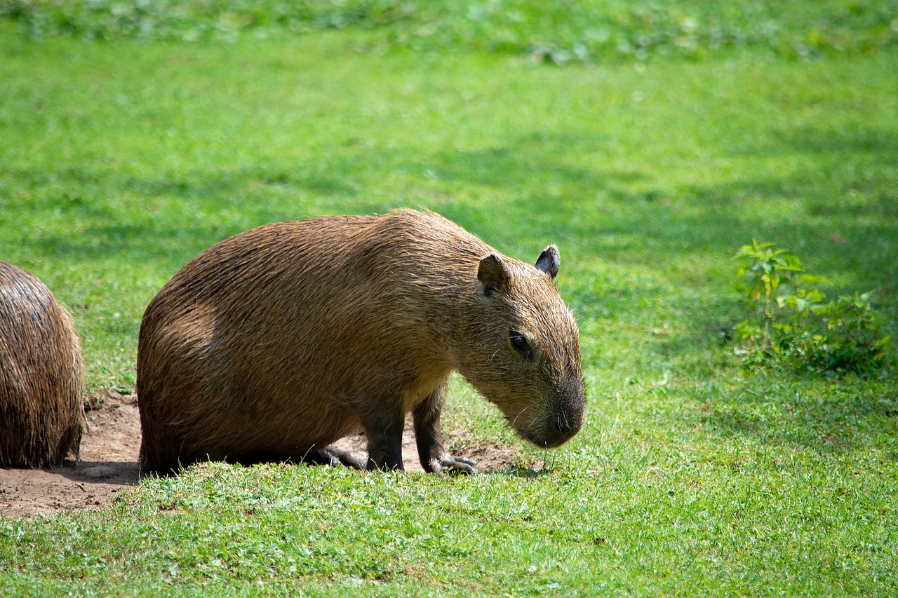 capybara, rodent, animal