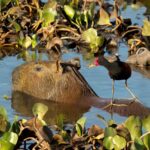 Sunny Days, Happy Buns: Capybara Care Tips