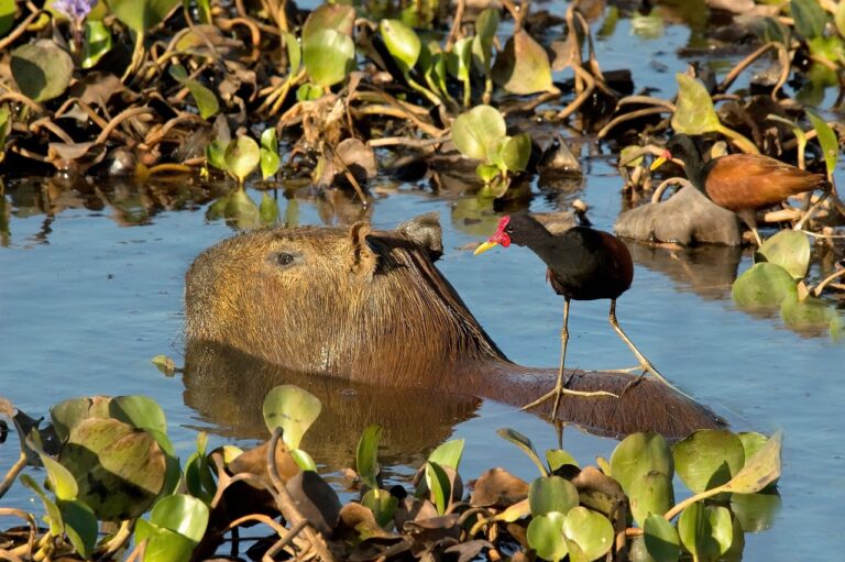 Sunny Days, Happy Buns: Capybara Care Tips