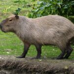 Beach Bum to Oasis Dweller: Creating a Water Paradise for Your Capybara