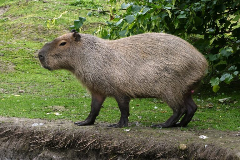 Beach Bum to Oasis Dweller: Creating a Water Paradise for Your Capybara