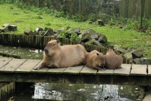 capybara, faunapark, animal park