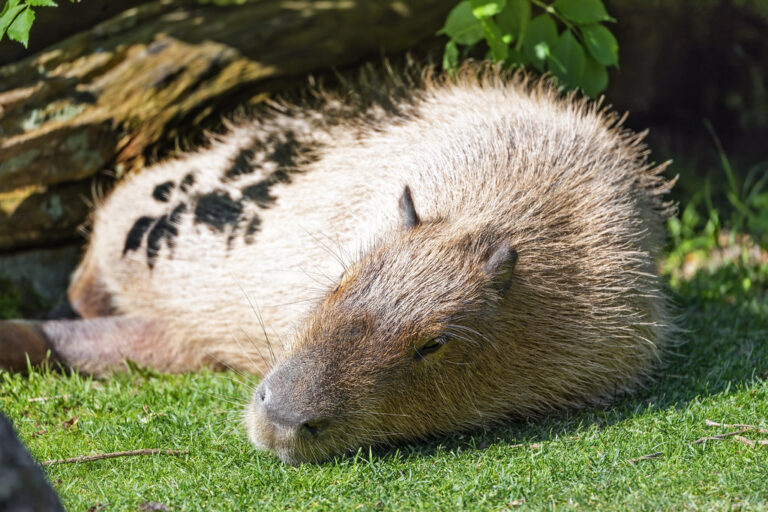 Bedtime with a Capybara: A Symphony of Snuggles, Gentle Grunts, and Moonlit Dreams