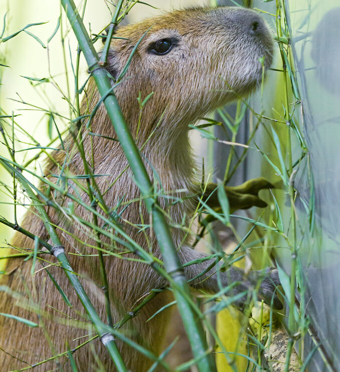 Experience the Joy of Capybara Affection: Your Guide to Interacting with These Adorable Creatures