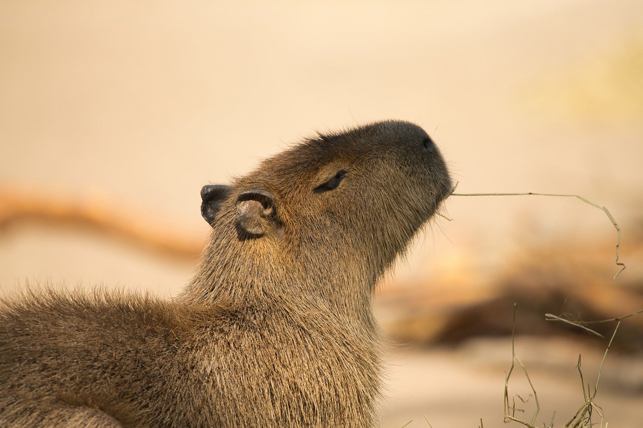 capybara, mammal, animal