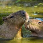 Crafting the Ultimate Den for Your Capybara at Capybara Condos