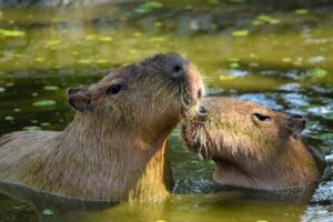 Crafting the Ultimate Den for Your Capybara at Capybara Condos