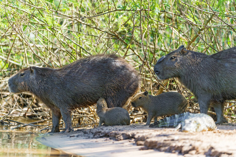 Ethical Considerations in Capybara Care