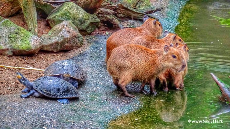 A Verdant Feast for Your Capybara: Turning Your Garden into a Culinary Wonderland