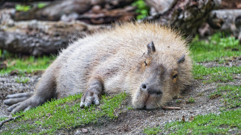 Spa Day for Your Capybara: A Luxurious Treat for Your Mud-Loving Companion