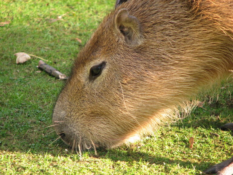 A Comprehensive Guide to Snacktastic! Treats for Capybaras