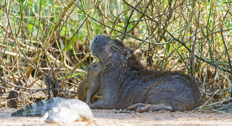 People’s Most Asking FAQS About Capybara