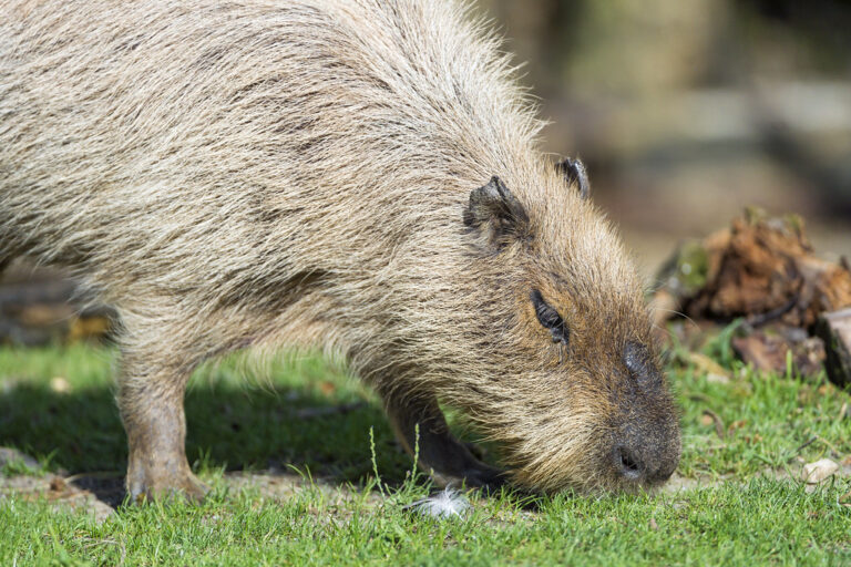 Quenching Your Capybara’s Thirst: Best Beverages for Hydration