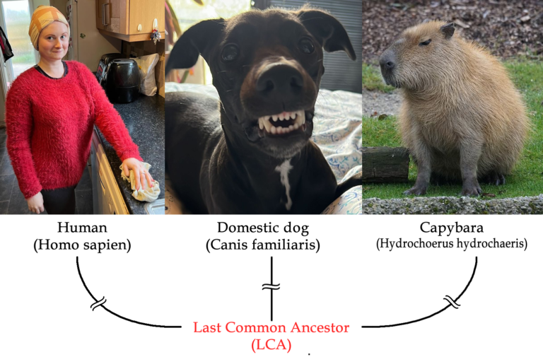 Harmony Unleashed: Capybaras and Dogs Introduction Guide