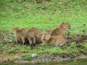 brown lion and lioness on green grass field during daytime