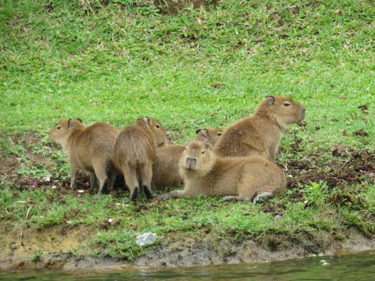 Space Odyssey: Optimizing Your Home for Capybara Comfort