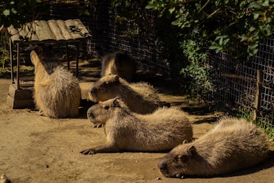 a group of animals that are sitting in the dirt