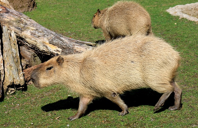 capybara, rodent, zoo