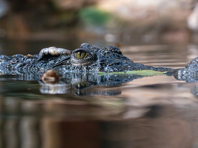 siamese crocodile, crocodile, alligator