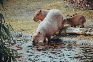 a couple of animals that are by some water